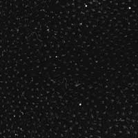 The Piera Wearing Flat Shoes On Leg Day